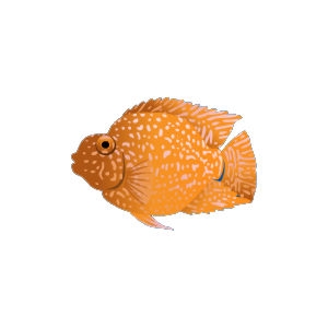 Orange Jellybean Parrot Cichlid